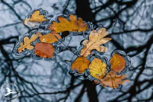 Drijvende herfstbladeren