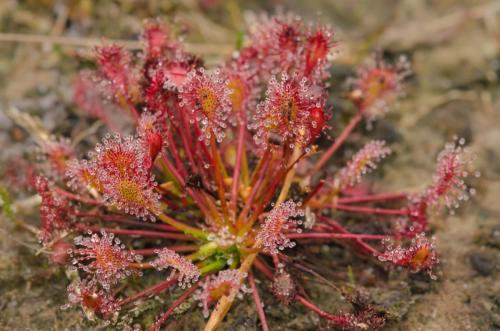Tongerense-heide-kleine-zonnedauw-
