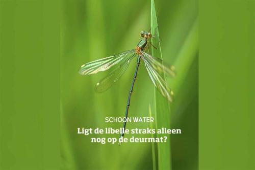 2024-Houtpantserjuffer-