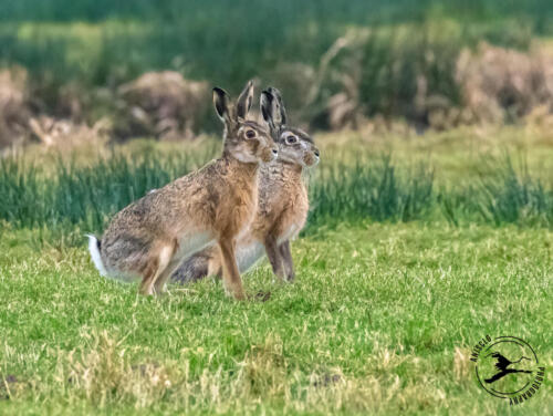 D21. Hazenpaartje in De Wilck op een winters weiland