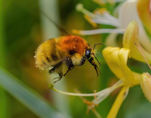 Akkerhommel-op-kamperfoelie in boek 'Green Cities' (Floriade 2022)