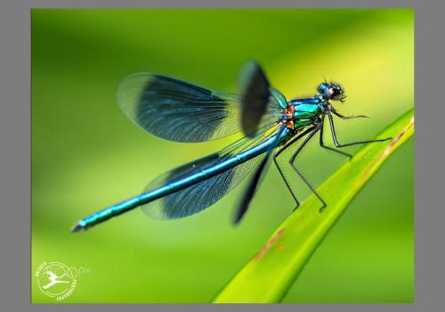 500px-best-performers-2024-weidebeekjuffer