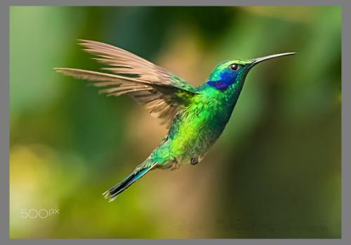 500px, 'Ambassadors-pick' Mexicaanse-Violetoor-kolibrie