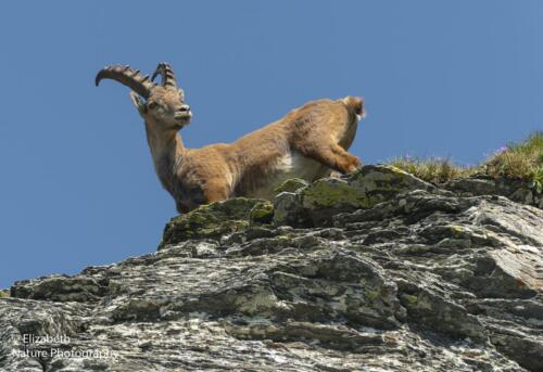 D11. Steenbok