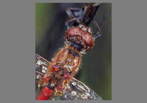 Zoom, Foto-van-de-dag-heidelibel