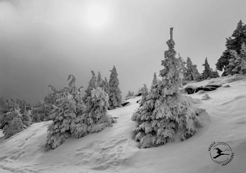 Harz-op-de-top-van-de-Brocken