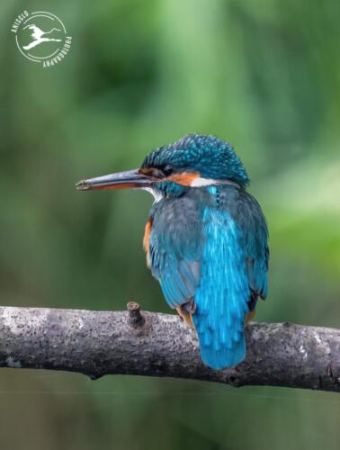 V2. IJsvogel neemt even rust