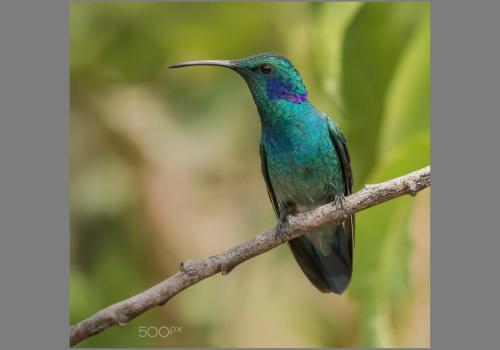 Shutterstock-Costa Rica, Green-violet-Ear 