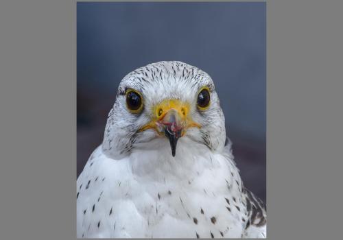 Shutterstock-giervalk