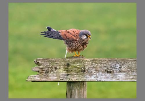 Zoom- Boek 'Vogels' Torenvalk-poepend