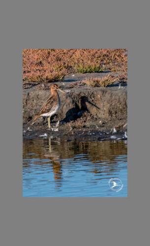 T3. Houtsnip met schaduw en reflectie