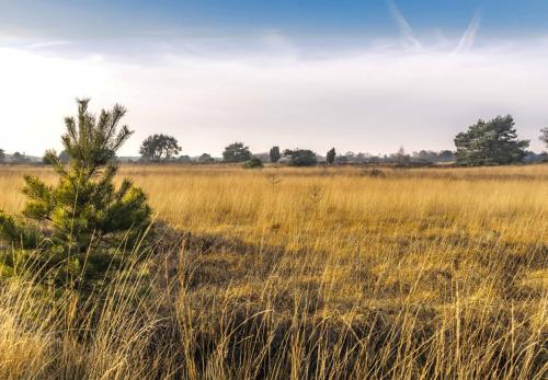 Vergrassing op strabrechtse heide
