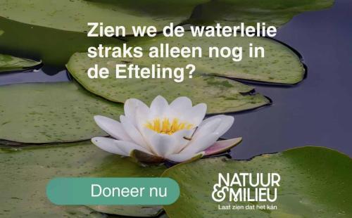Waterlelie-