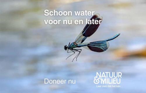 Weidebeekjuffer-