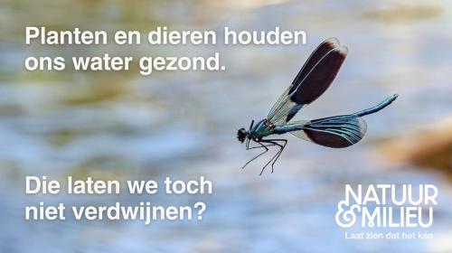 Weidebeekjuffer-2