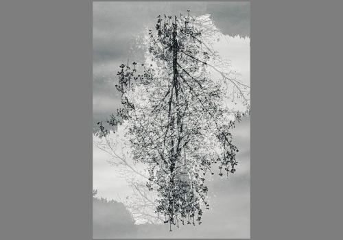Werk-aan-de-Muur-boomreflectie-