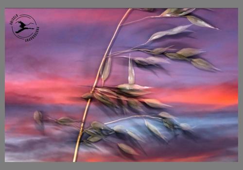 Zonsondergang-met-haver-Camargue