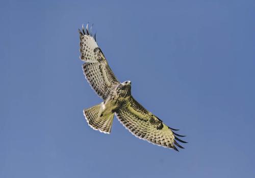 Zoom-buizerd