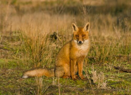 D13. Vos in de duinen