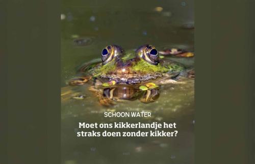 groene-kikker-