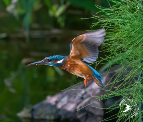 V3. IJsvogel vliegt weg uit nestpijp