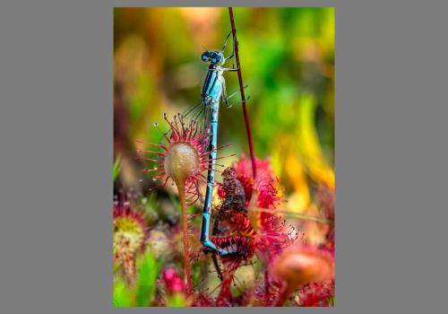 500px, Editor's choice 500px juffer-gevangen-door-ronde-zonnedauw