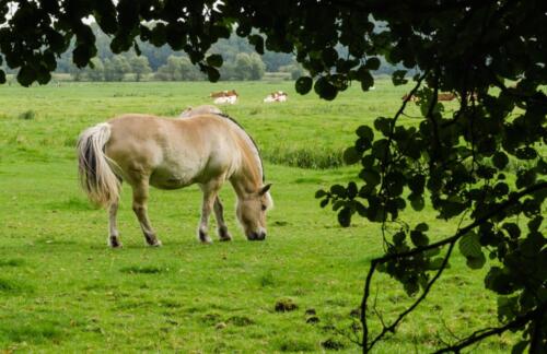 D9. Paard in de wei