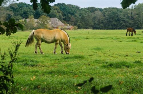 D8. Paard in de wei