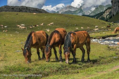 D6. Paarden bij pic du Midi 