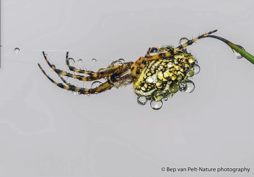 spin-met-waterdruppels-in-Zoom-collectie-Creatief-met-regen