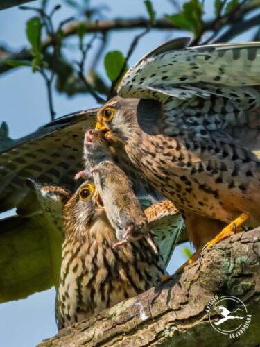 V7. Torenvalk biedt muis aan 